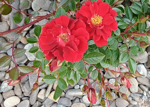 thorny rose